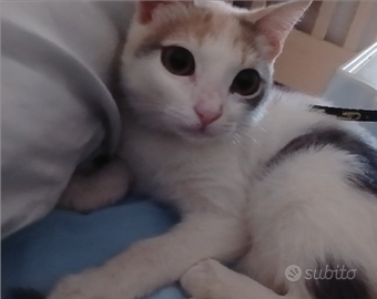 Gattina bianca macchiette colorate 3 mesetti