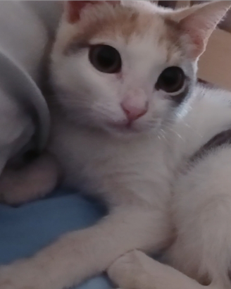 Gattina bianca macchiette colorate 3 mesetti