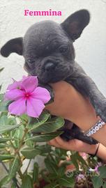 Bulldog francese