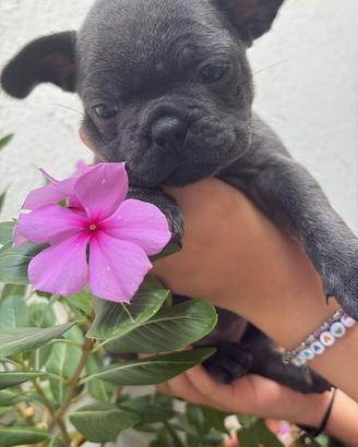 Bulldog francese