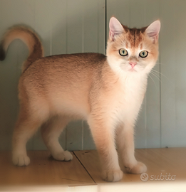 British Shorthair