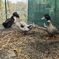 3 maschi e 1 femmina d'anatra germano