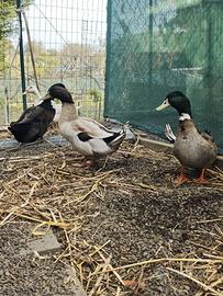 3 maschi e 1 femmina d'anatra germano