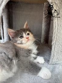 Cucciola di razza Maine Coon con pedigree AFeF