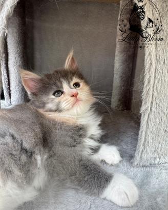 Cucciola di razza Maine Coon con pedigree AFeF