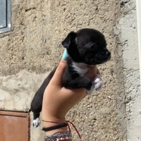 Cucciolo di Chihuhua femmina