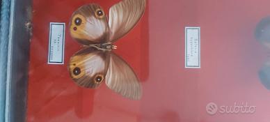 Collezione farfalle