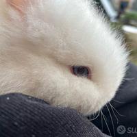 Cuccioli Conigli testa di leone