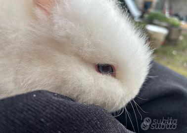 Cuccioli Conigli testa di leone