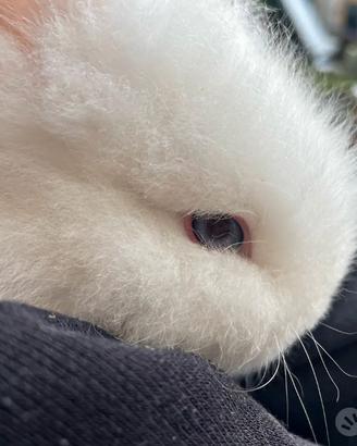 Cuccioli Conigli testa di leone