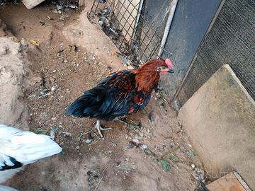 Galli