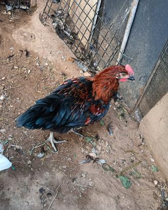 Galli