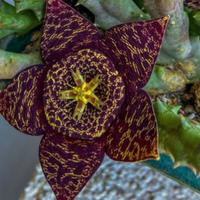 Caropegia Mixta Talee