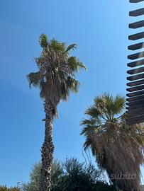 Palme di 25 anni