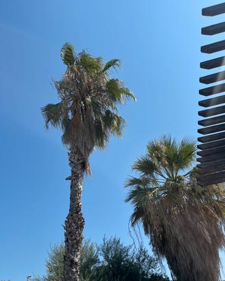 Palme di 25 anni
