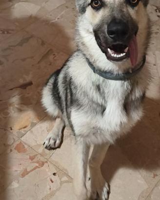 Cucciolo di lupetto