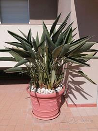 Strelitzia reginae adulta con vaso grande