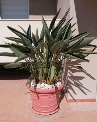 Strelitzia reginae adulta con vaso grande