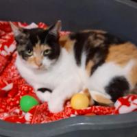 Lulu gattina 5/6 mesi