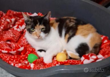 Lulu gattina 5/6 mesi