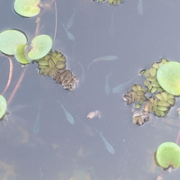 Pesci da laghetto macropodus opercularis