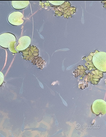 Pesci da laghetto macropodus opercularis