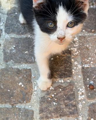 Regaliamo quattro gattini di circa tre mesi