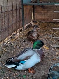 Anatre germano reale