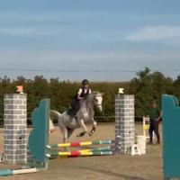 Cavallo e doppia pony