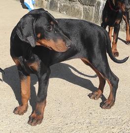 Dobermann cucciola
