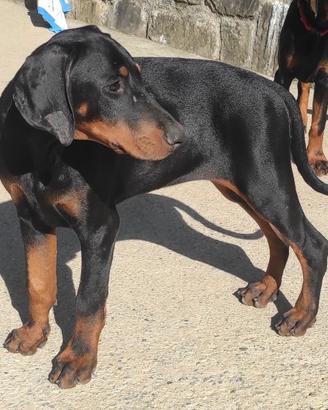 Dobermann cucciola