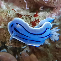 Rocce vive per acquario marino