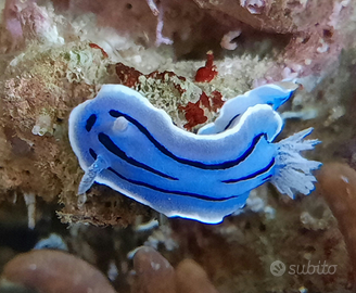 Rocce vive per acquario marino