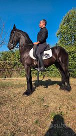 Cavallo frisone castrone 