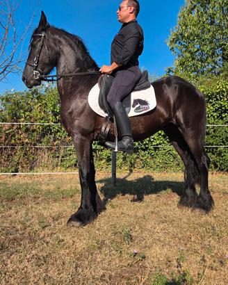 Cavallo frisone castrone 