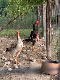 Galli Shamo