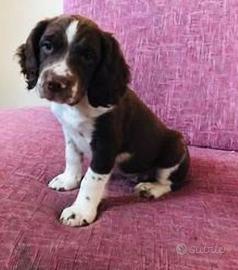 Springer spaniel