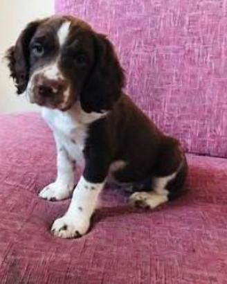 Springer spaniel