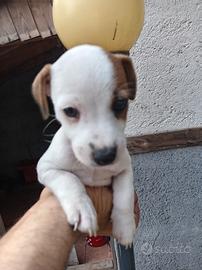 Cuccioli di Jack Russell