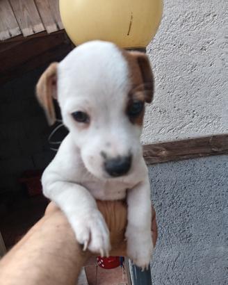 Cuccioli di Jack Russell
