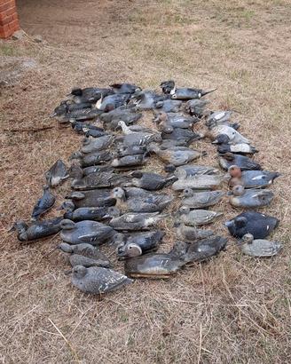 Richiami da caccia per acquatici (stampi)