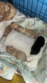Labrador retriver originali