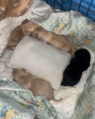 Labrador retriver originali