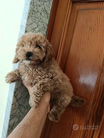 Cuccioli di barboncini toy