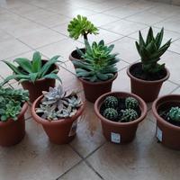 Piante grasse vario tipo 