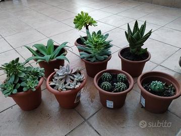 Piante grasse vario tipo 