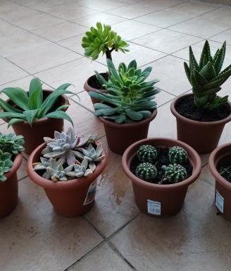 Piante grasse vario tipo 