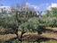 Immagine 25