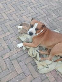 Amstaff Maschio 4 anni