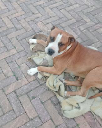 Amstaff Maschio 4 anni